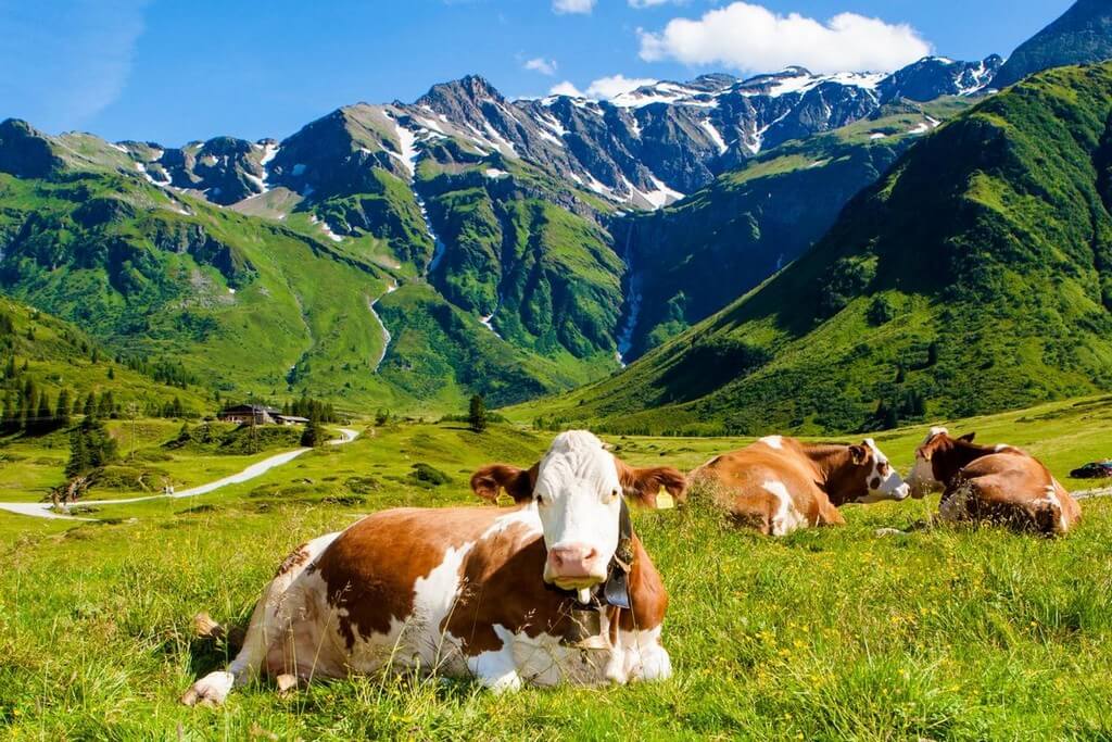 Корова в горах.