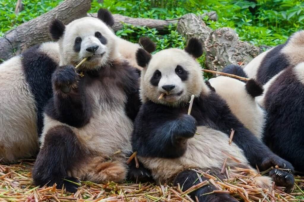 Большие панды в зоопарке.