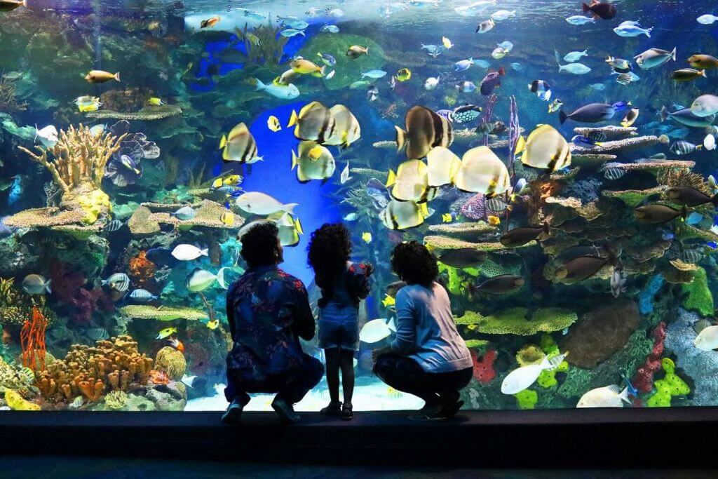Семья смотрит на маленьких рыбок в большом аквариуме.