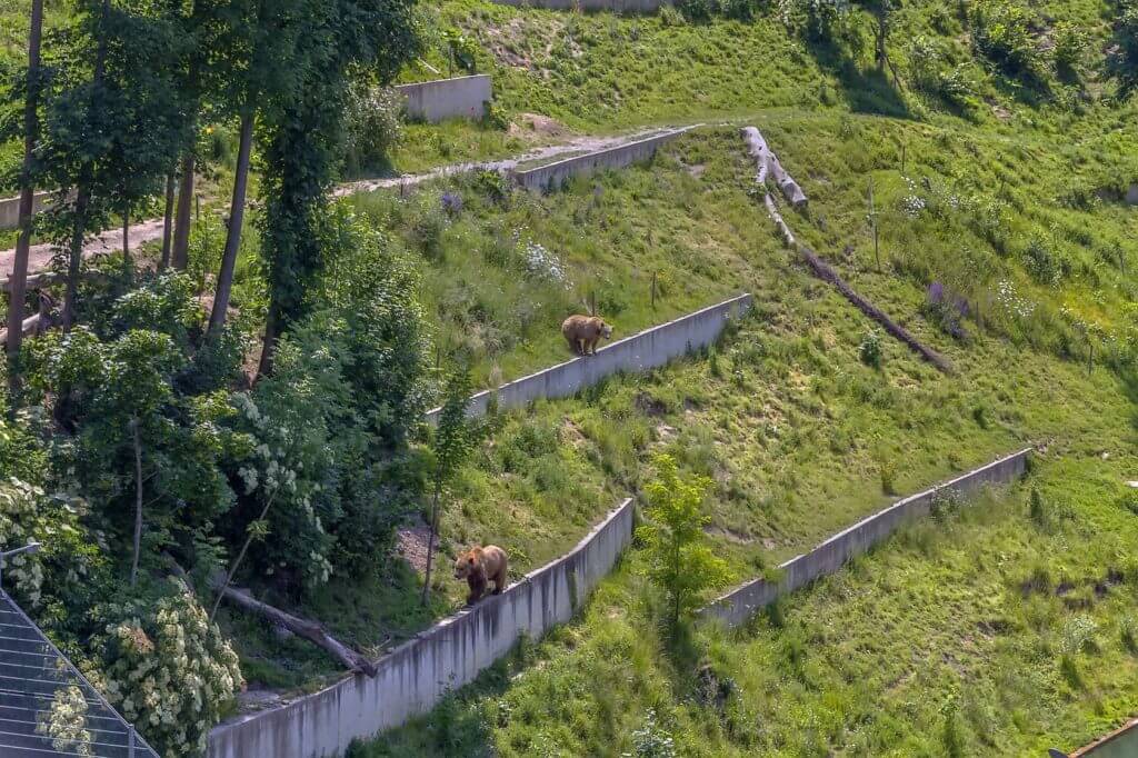 Два медведя гуляют по склону горы.