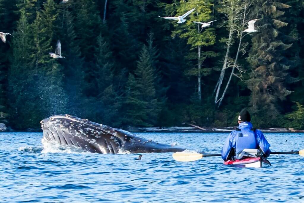 Человек на каяке плывет рядом с большим китом.