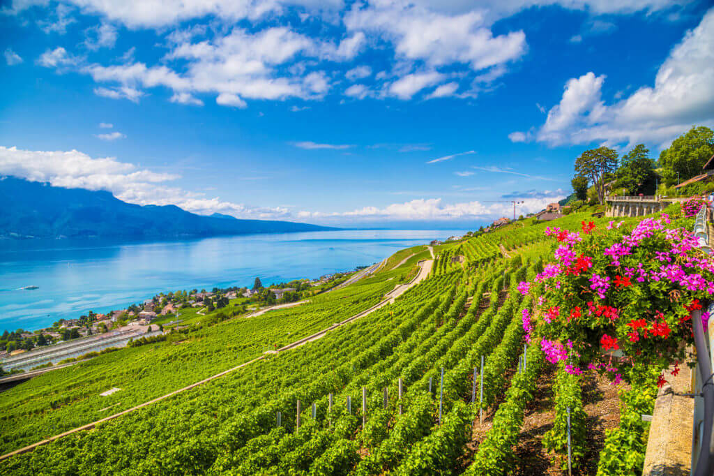 Виноградники на склоне горы на фоне озера.