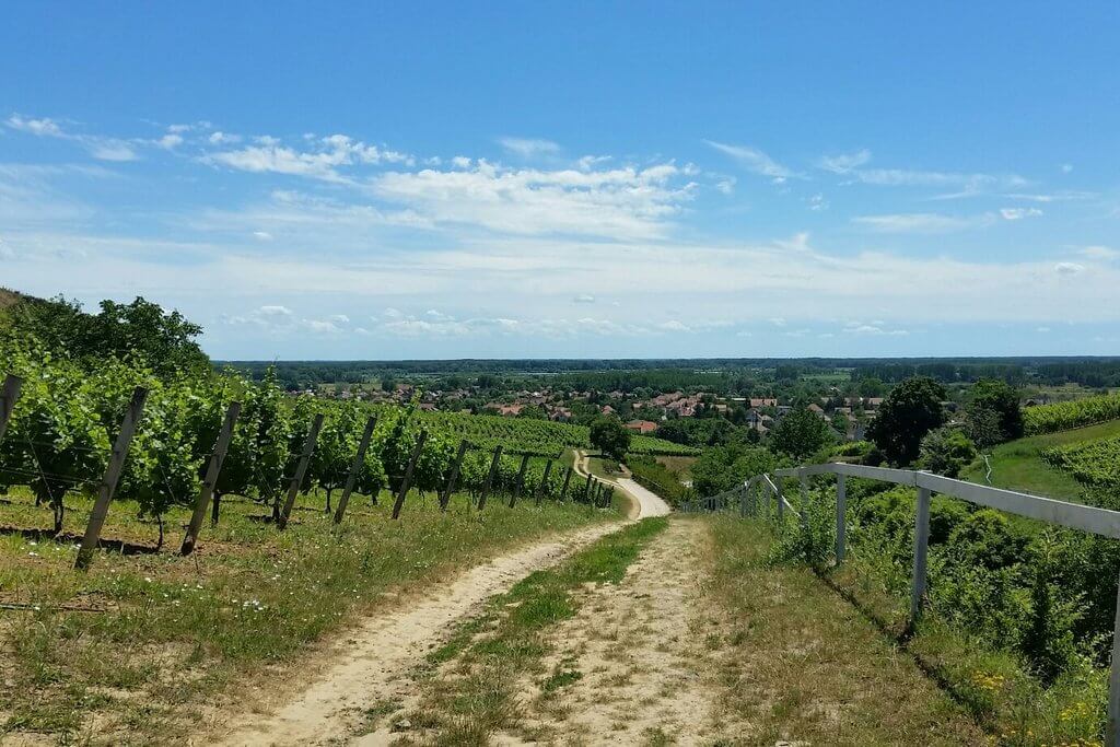 Дорога среди виноградников, ведущая с холма в небольшую деревню.