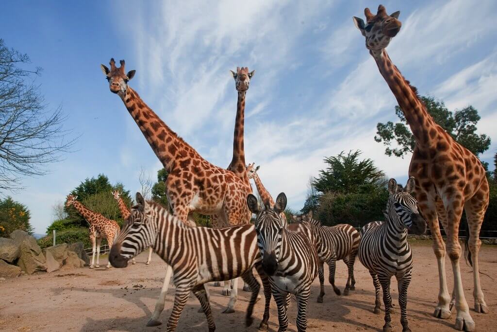Шесть жирафов и четыре зебры приветствуют тебя!