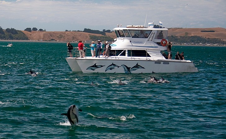 Киты и дельфины в Кайкоура.