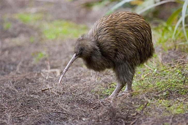 Птица Киви (символ Новой Зеландии).