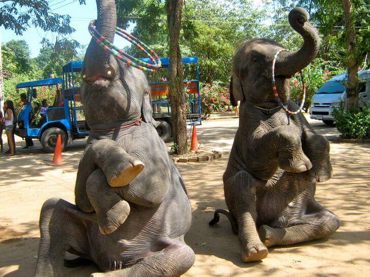 Деревня слонов в Паттайе.