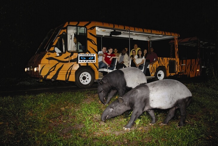 Ночное сафари (Night Safari in Singapore).