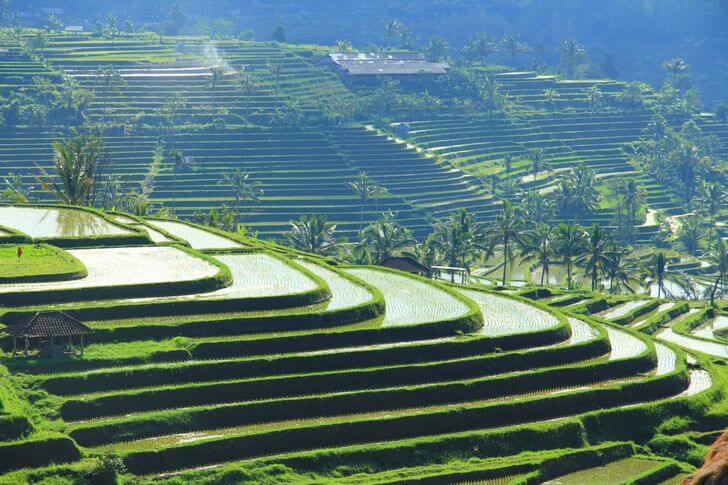 Рисовые террасы на Бали (Джати Луви).