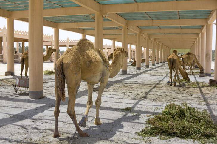 Верблюжья ферма (Royal Camel Farm).