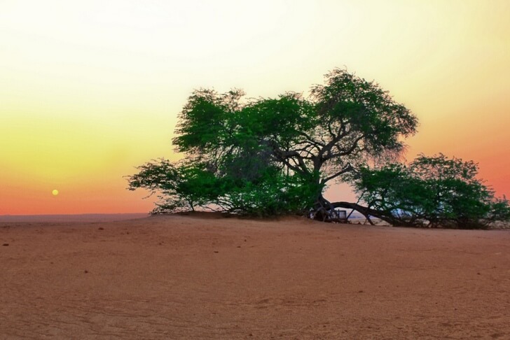 Дерево Жизни в Бахрейне.