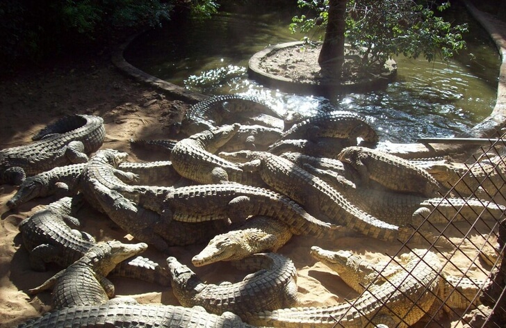 Крокодиловая ферма «The Mamba Village».