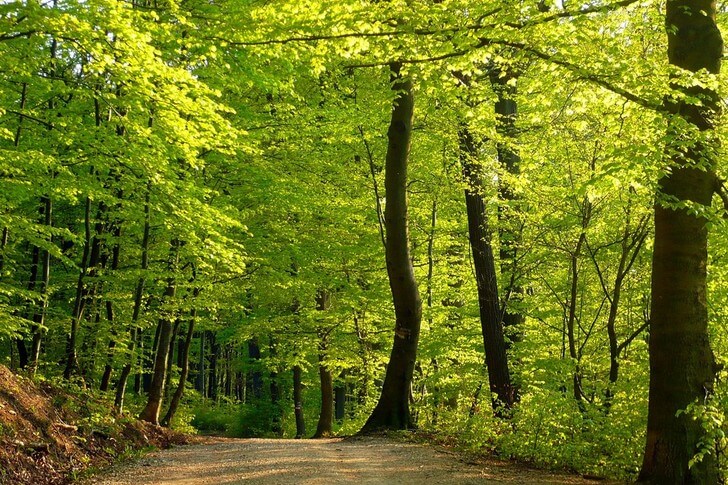 Дорога через густой лиственный лес.