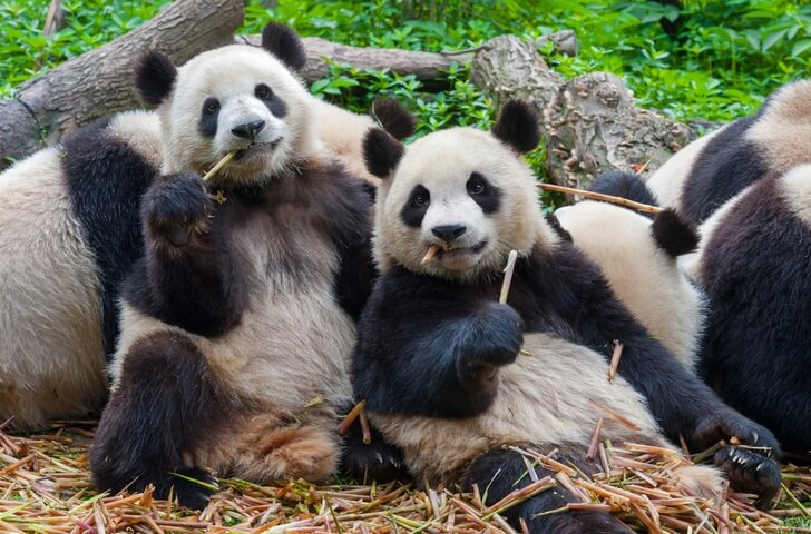 Огромные панды жуют палки.
