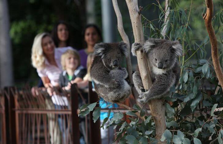 Мельбурнский зоопарк.