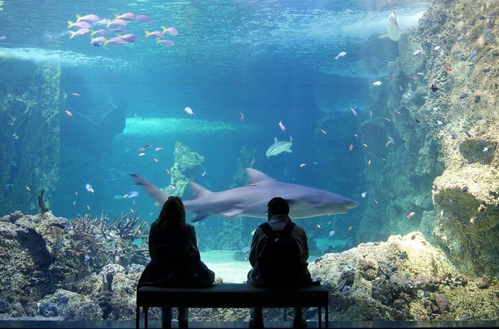Сиднейский аквариум.