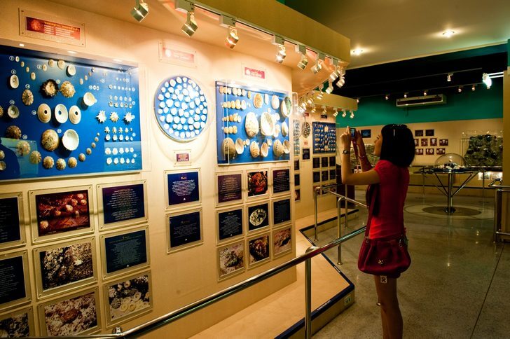 Музей морских раковин.