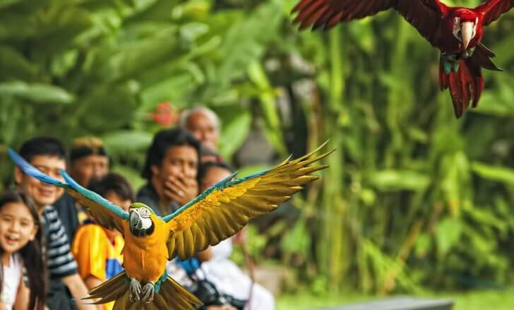 Парк птиц на Бали.