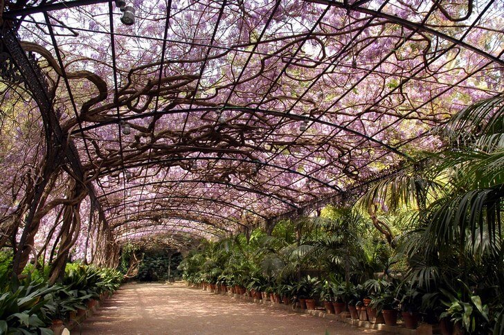 Ботанический сад «Ла-Консепсьон».