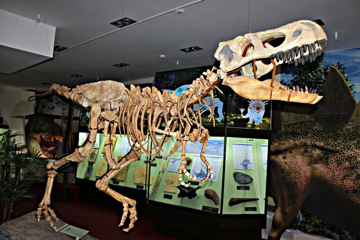 Вятский палеонтологический музей.