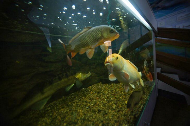 Музей-аквариум «Рыбы Амура».