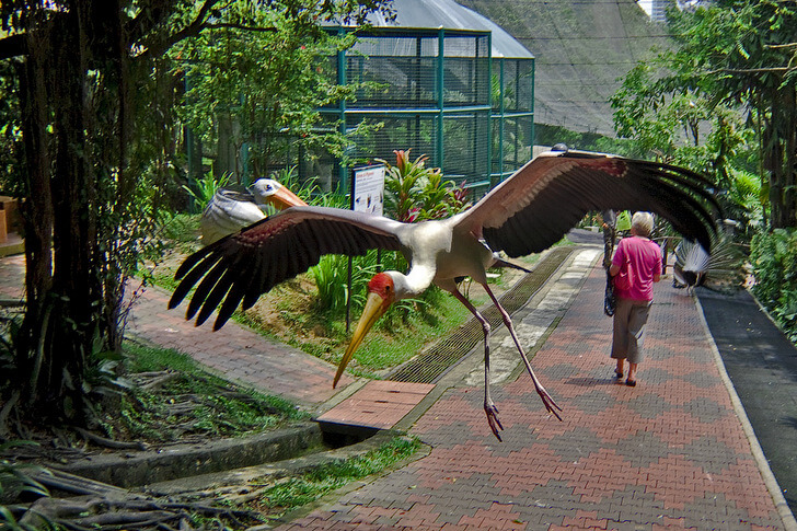 Куала-Лумпурский парк птиц.