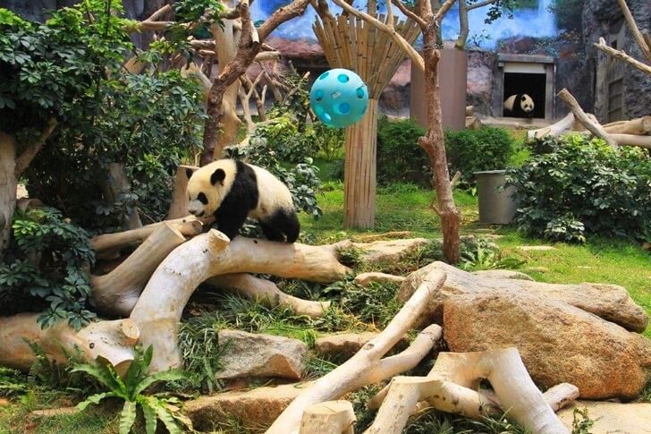 Павильон гигантских панд.