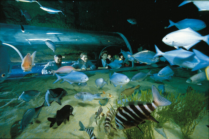 «Подводный мир Келли Тарлтона».
