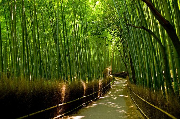 Бамбуковый лес.