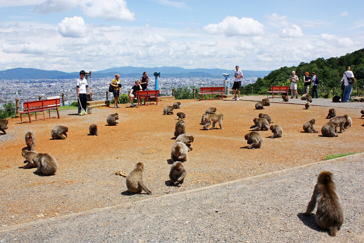 Парк обезьян Иватаяма.